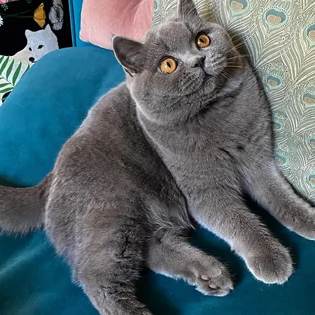 Couette-café Le Logis Blanc Coursan